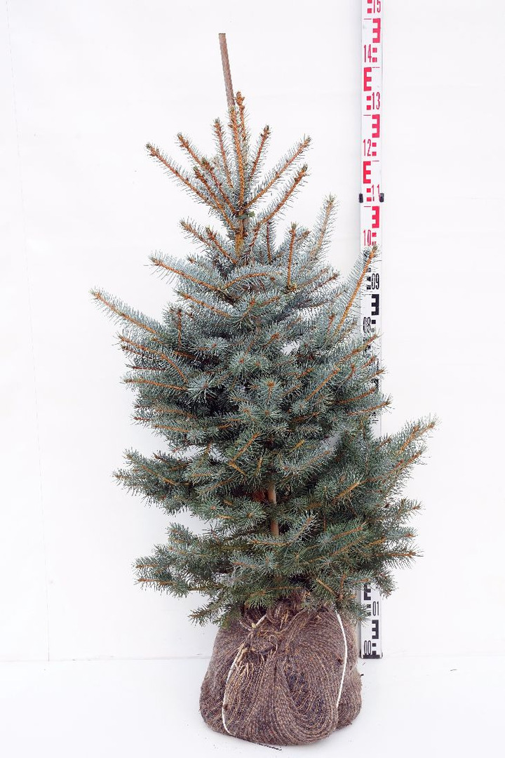 Eglė dygioji (Lot Picea pungens) 'Edith' 80-100 CM RB  EXTRA