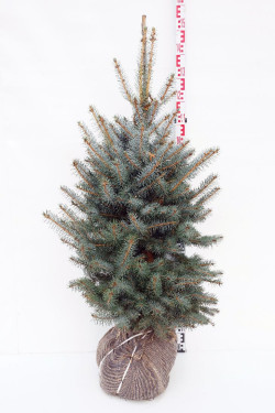 Eglė dygioji (Lot Picea pungens) 'Edith' 100-125 CM RB EXTRA