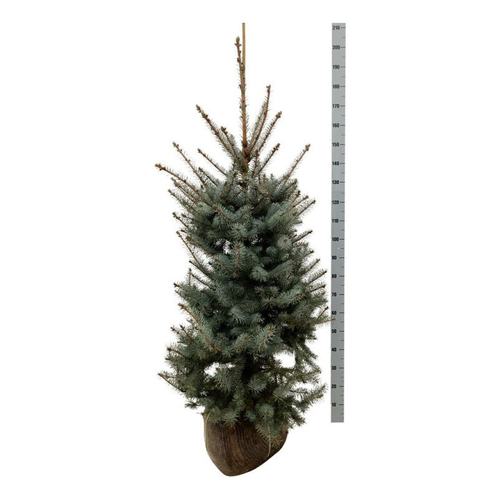 Eglė dygioji (Lot Picea pungens) 'Edith' 125-150 CM RB  EXTRA