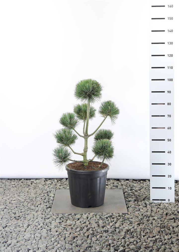 Pušis balkaninė  (Lot Pinus peuce)  PLATEAU 60-80 CM EXTRA C20