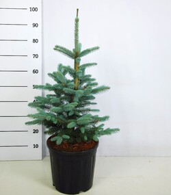 Eglė dygioji (Lot Picea pungens) 'Fat Albert' C13 60-80 CM