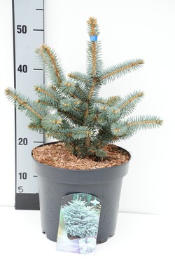Eglė dygioji (Lot Picea pungens) 'Glauca Globosa' C7,5/P26 30-35 CM | EGLĖS | SPYGLIUOČIAI