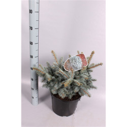Eglė dygioji (Lot Picea pungens) 'Glauca Globosa' C7,5/P26 30-40 CM | EGLĖS | SPYGLIUOČIAI