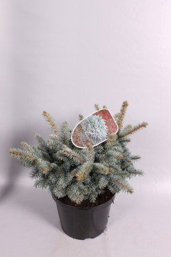Eglė dygioji (Lot Picea pungens) 'Glauca Globosa' C7,5/P26 30-40 CM *