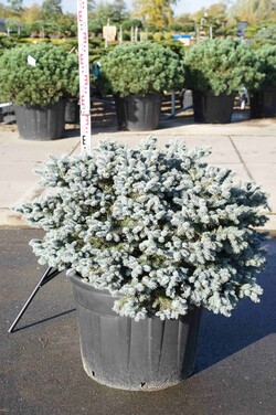 Eglė dygioji (Lot Picea pungens) 'Glauca Globosa' C130 80-100 CM SOLITAIR - nuotrauka 1