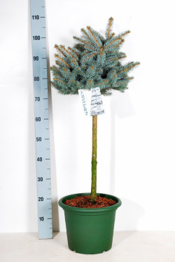 Eglė dygioji (Lot Picea pungens) 'Glauca Globosa' C10 STIEBAS 40 CM