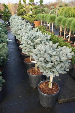 Eglė dygioji (Lot Picea pungens) 'Glauca Globosa' C18 STIEBAS 40 CM - nuotrauka 2