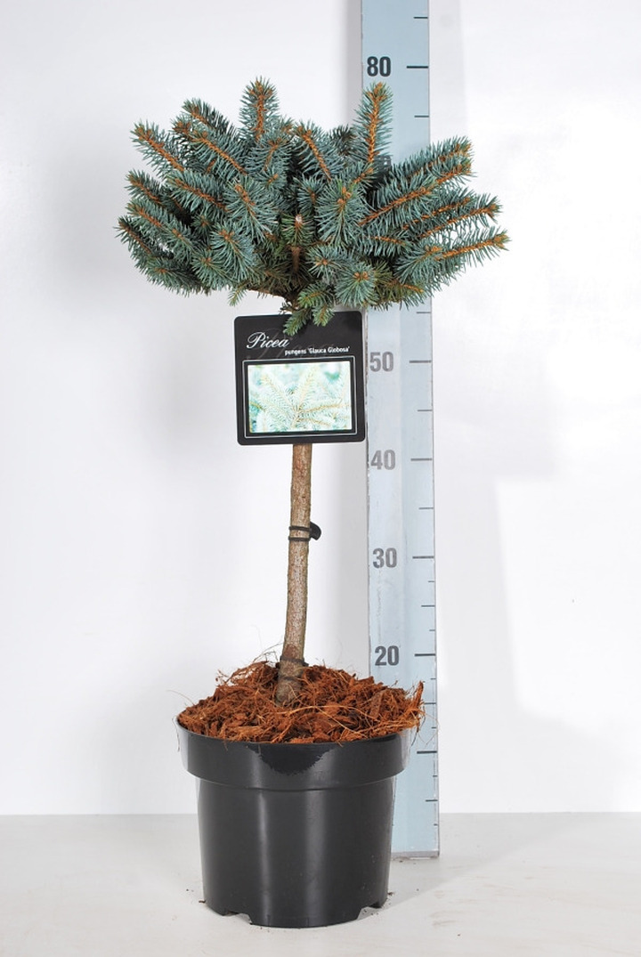 Eglė dygioji (Lot Picea pungens) 'Glauca Globosa' C5/P23 KOTAS 40 CM | EGLĖS | SPYGLIUOČIAI