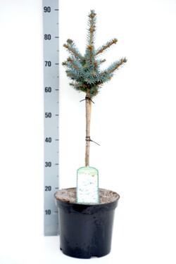 Eglė dygioji (Lot Picea pungens) 'Glauca Globosa' C7,5/P26 STIEBAS 40 CM