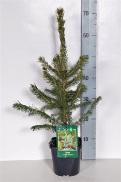Eglė dygioji (Lot Picea pungens) 'Glauca' C2/P17 30-40 CM