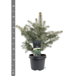 Eglė dygioji glauca (Lot Picea pungens glauca) C3/P19 25-30 CM | EGLĖS | SPYGLIUOČIAI