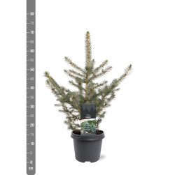 Eglė dygioji glauca (Lot Picea pungens glauca) C5/P23 40-50 CM | EGLĖS | SPYGLIUOČIAI