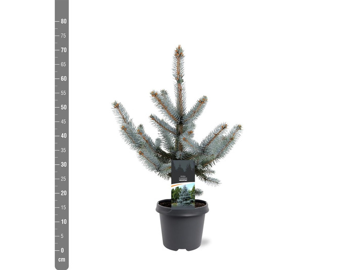 Eglė dygioji (Lot Picea pungens) 'Hoopsii' C5/P23 40-50 CM