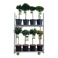 Eglė ir pušis MIX  (Lot Picea)  C15 STIEBAS 60 CM