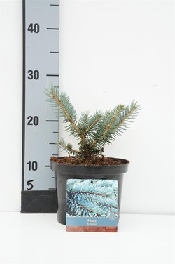 Eglė dygioji (Lot Picea pungens) 'Karpaten' C2/P17 15-20 CM