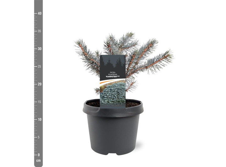 Eglė dygioji (Lot Picea pungens) 'Karpaten' C3/P19 20-25 CM | EGLĖS | SPYGLIUOČIAI