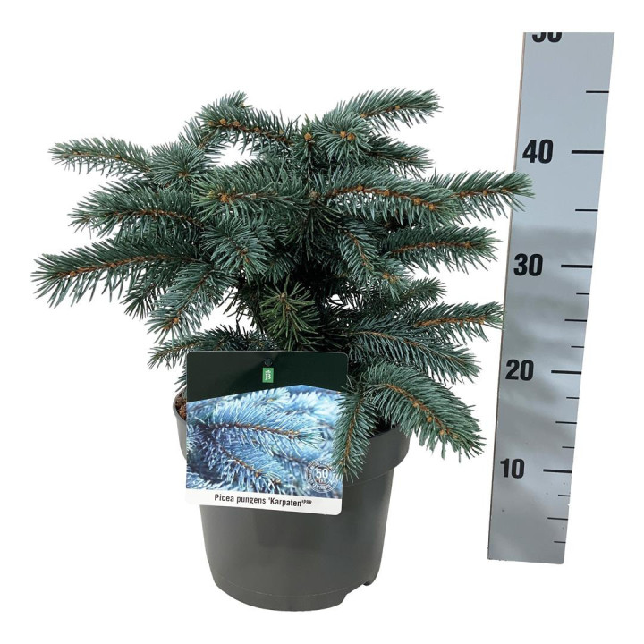 Eglė dygioji (Lot Picea pungens) 'Karpaten' C5/P23 25-30 CM