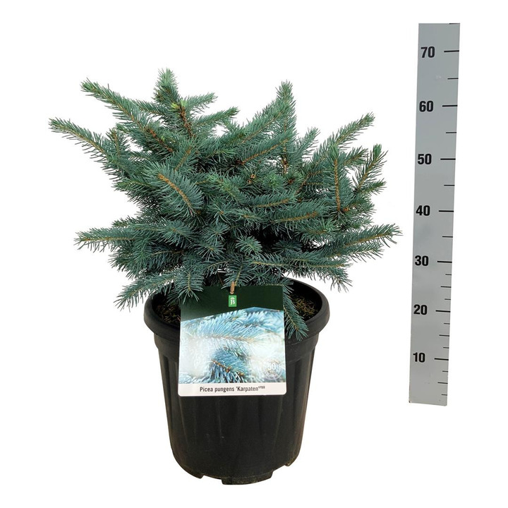 Eglė dygioji (Lot Picea pungens) 'Karpaten' C15 40-50 CM | EGLĖS | SPYGLIUOČIAI