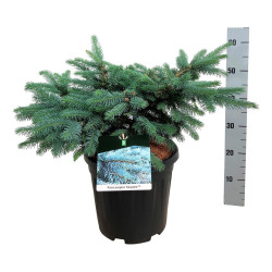 Eglė dygioji (Lot Picea pungens) 'Karpaten' C15 50-60 CM | EGLĖS | SPYGLIUOČIAI