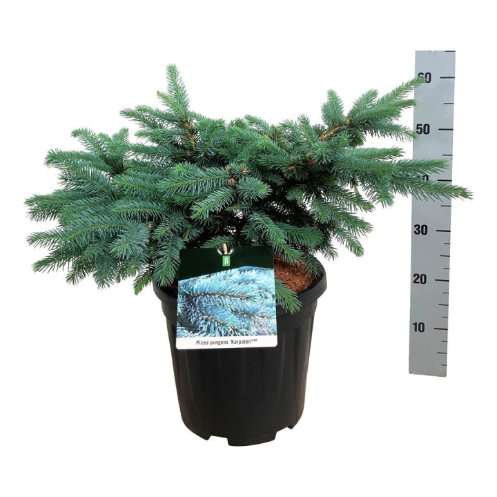 Eglė dygioji (Lot Picea pungens) 'Karpaten' C15 50-60 CM | EGLĖS | SPYGLIUOČIAI