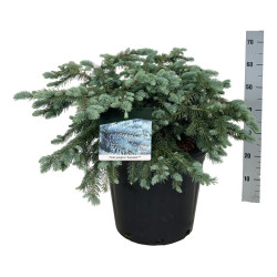 Eglė dygioji (Lot Picea pungens) 'Karpaten' C30 60-80 CM EXTRA