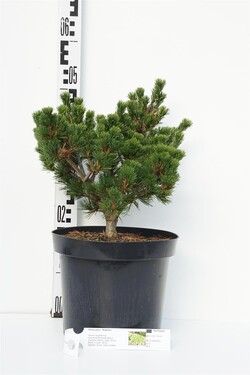 Pušis smulkiažiedė  (Lot Pinus parv.) 'Kokuho' C7,5/P26 30-40 CM - nuotrauka 1