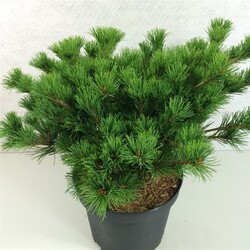Pušis smulkiažiedė  (Lot Pinus parv.) 'Kokuho' C7,5/P26 30-40 CM - nuotrauka 2