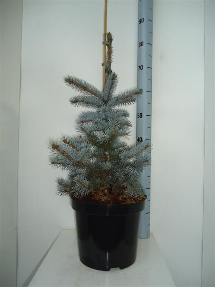 Eglė dygioji (Lot Picea pungens) 'Koster' C5/P23 40-50 CM | EGLĖS | SPYGLIUOČIAI