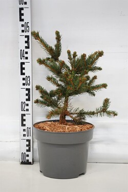 Eglė dygioji (Lot Picea pungens) 'Lucky Strike' C5/P23 30-40 CM | EGLĖS | SPYGLIUOČIAI