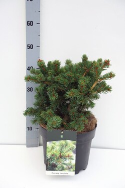 Eglė dygioji (Lot Picea pungens) 'Lucky Strike' C7,5/P26 30-40 CM | EGLĖS | SPYGLIUOČIAI