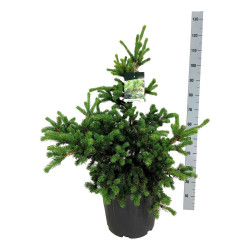 Eglė dygioji (Lot Picea pungens) 'Lucky Strike' C30 60-80 CM | EGLĖS | SPYGLIUOČIAI