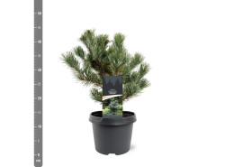 Smulkiažiedė pušis (Lot Pinus parv.) 'Negishi' C3/P19 25-30 CM | PUŠYS | SPYGLIUOČIAI