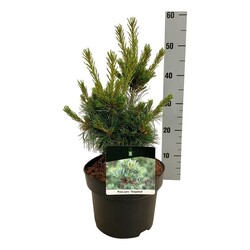 Smulkiažiedė pušis (Lot Pinus parv.) 'Negishi' C4/P21 30-40 CM | PUŠYS | SPYGLIUOČIAI