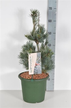 Smulkiažiedė pušis (Lot Pinus parv.) 'Negishi' C5/P23 30-40 CM | PUŠYS | SPYGLIUOČIAI