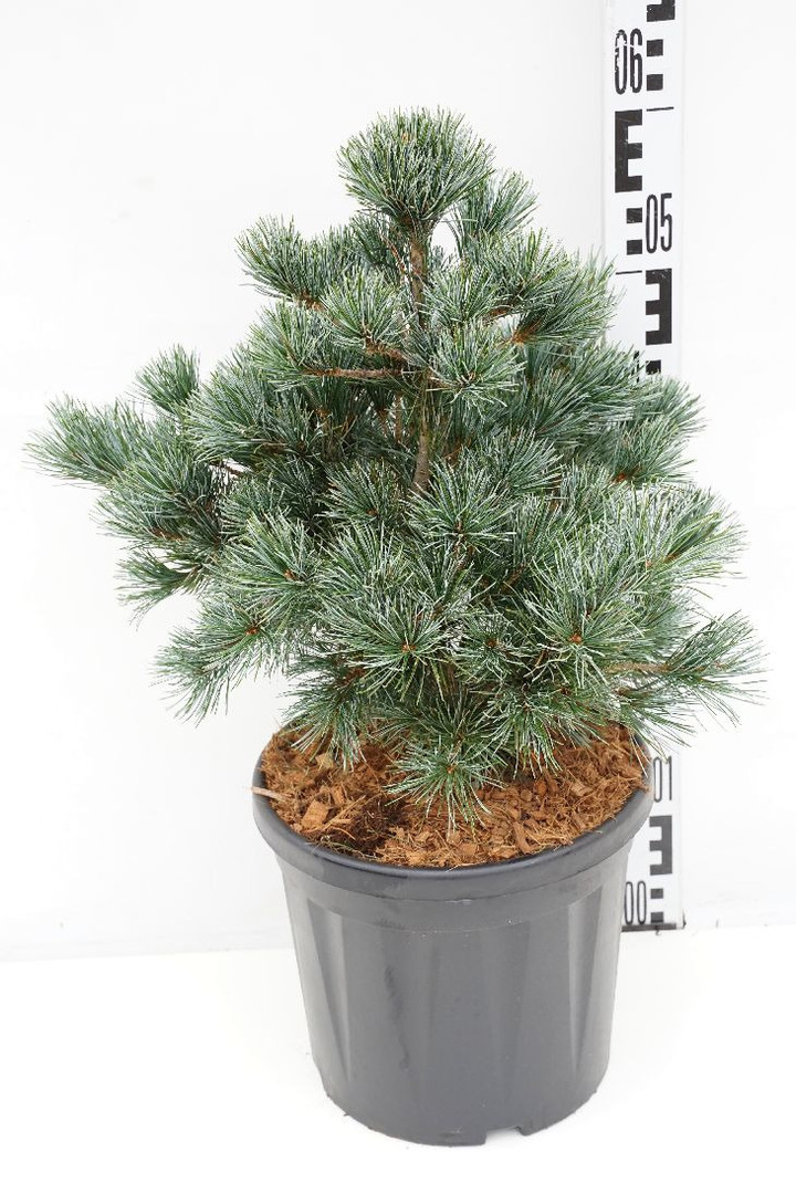 Pušis smulkiažiedė (Lot Pinus parv.) 'Negishi' C7,5/P26 30-40 CM