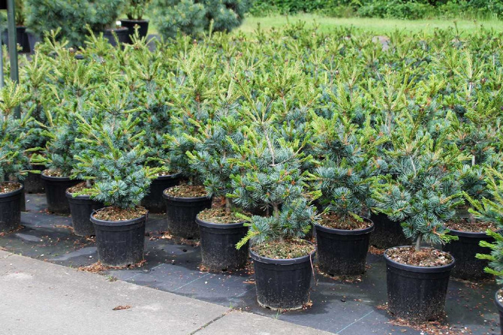 Pušis smulkiažiedė (Lot Pinus parv.) 'Negishi' C7,5/P26 35-40 CM | SMULKEŽIEDĖS PUŠYS | PUŠYS