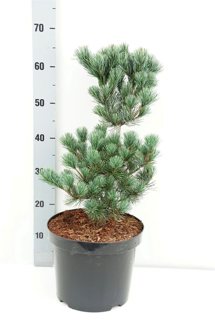 Smulkiažiedė pušis (Lot Pinus parv.) 'Negishi' C7,5/P26 40-50 CM | PUŠYS | SPYGLIUOČIAI