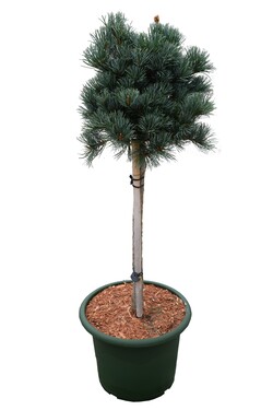 Pušis smulkiažiedė  (Lot Pinus parv.) 'Negishi' C10 40-50 CM - nuotrauka 1