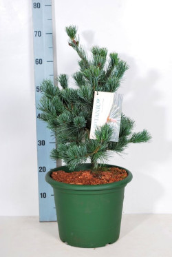 Pušis smulkiažiedė  (Lot Pinus parv.) 'Negishi' C10 40-50 CM - nuotrauka 2