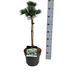 Pušis smulkiažiedė  (Lot Pinus parv.) 'Negishi' C5/P23 STIEBAS 40 CM - nuotrauka 1