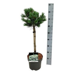 Pušis smulkiažiedė  (Lot Pinus parv.) 'Negishi' C5/P23 STIEBAS 40 CM - nuotrauka 2