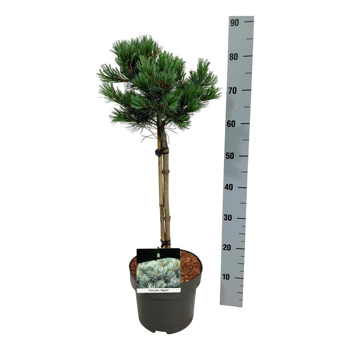 Smulkiažiedė pušis (Lot Pinus parv.) 'Negishi' C5/P23 KOTAS 40 CM | PUŠYS | SPYGLIUOČIAI