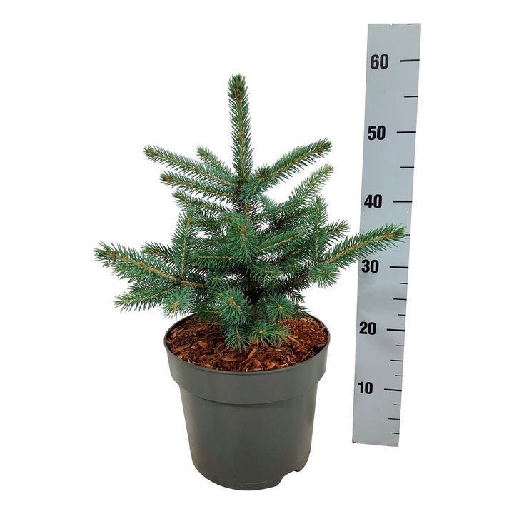 Eglė dygioji (Lot Picea pungens) 'Super Blue' C7,5/P26 30-40 CM