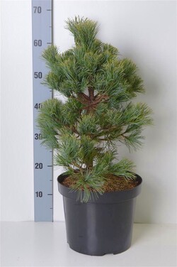Pušis smulkiažiedė  (Lot Pinus parv.) 'Schoon's Bonsai' C7,5/P26 40-50 CM