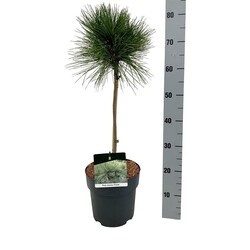 Sakingoji pušis (Lot Pinus resinosa) 'Pillnitz' C5/P23 STIEBAS 40 CM - nuotrauka 1