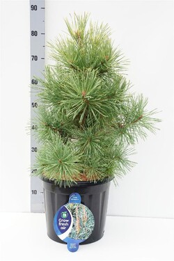 Pušis paprastoji (Lot Pinus sylv.) 'Aurea' C13 50-60 CM | PUŠYS | SPYGLIUOČIAI