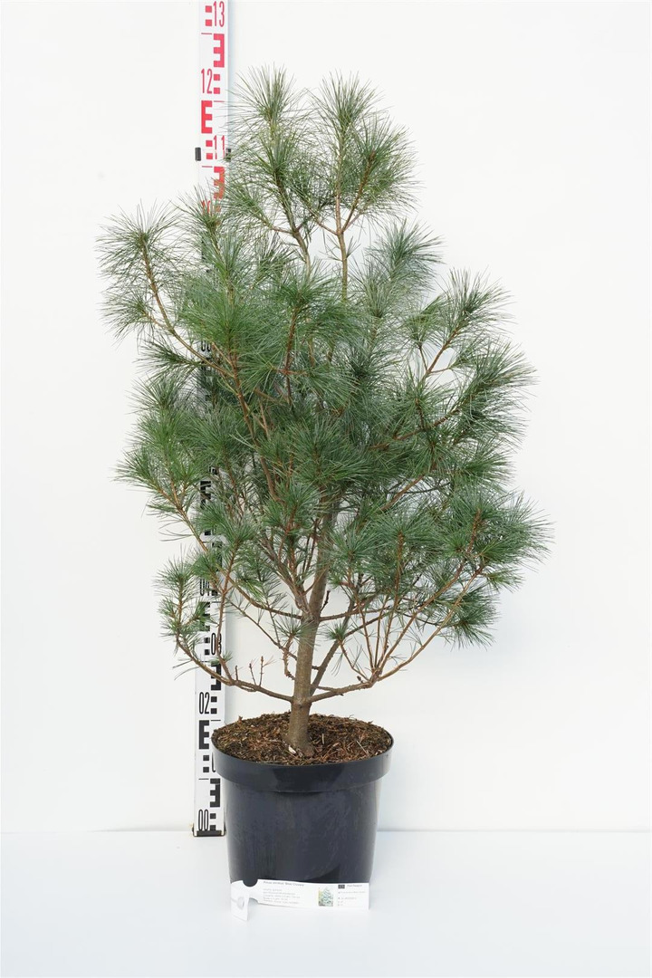 Pušis veimutinė (Lot Pinus strobus) 'Blue Clovers' C10 70-80 CM | PUŠYS | SPYGLIUOČIAI