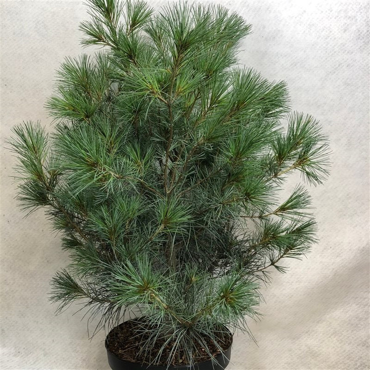Pušis veimutinė (Lot Pinus strobus) 'Blue Clovers' C10 70-80 CM | PUŠYS | SPYGLIUOČIAI