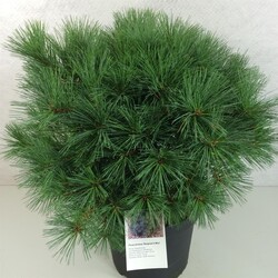 Pušis veimutinė (Lot Pinus strobus) 'Bergman's Mini' C10 40-50 CM - nuotrauka 1