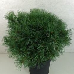 Pušis veimutinė (Lot Pinus strobus) 'Bergman's Mini' C10 40-50 CM - nuotrauka 2